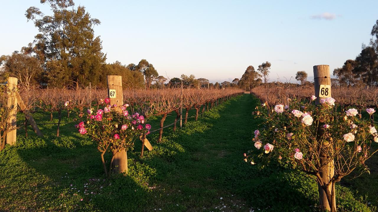 Emma'S Cottage Vineyard Lovedale Exteriér fotografie