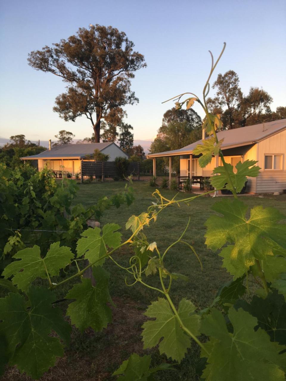 Emma'S Cottage Vineyard Lovedale Exteriér fotografie
