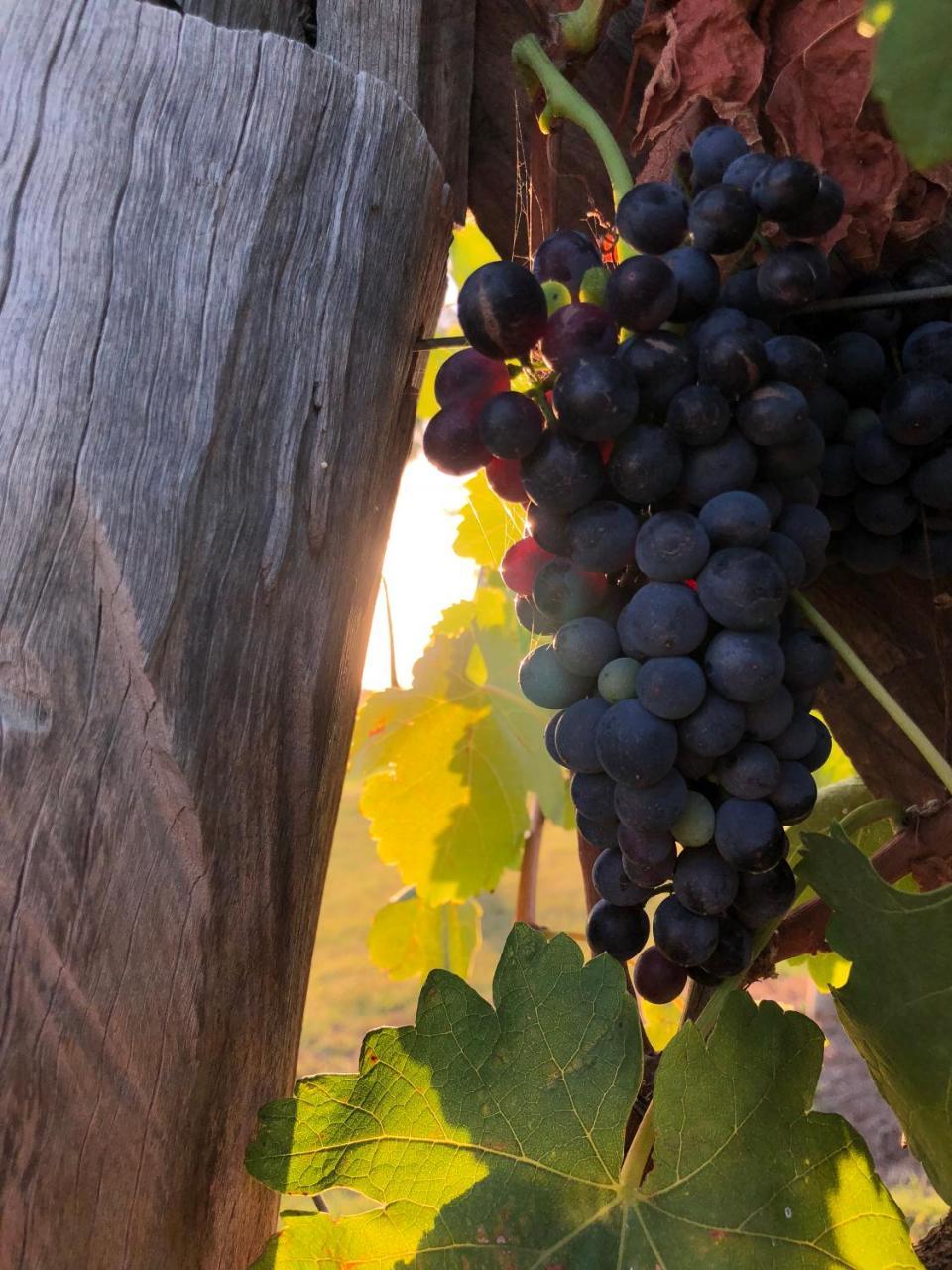 Emma'S Cottage Vineyard Lovedale Exteriér fotografie